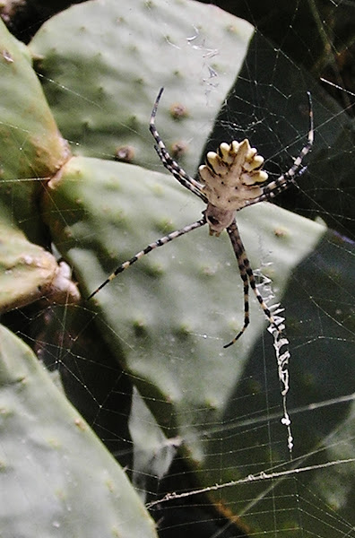 Argiope lobata | Project Noah