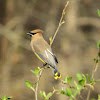 Cedar Waxwing