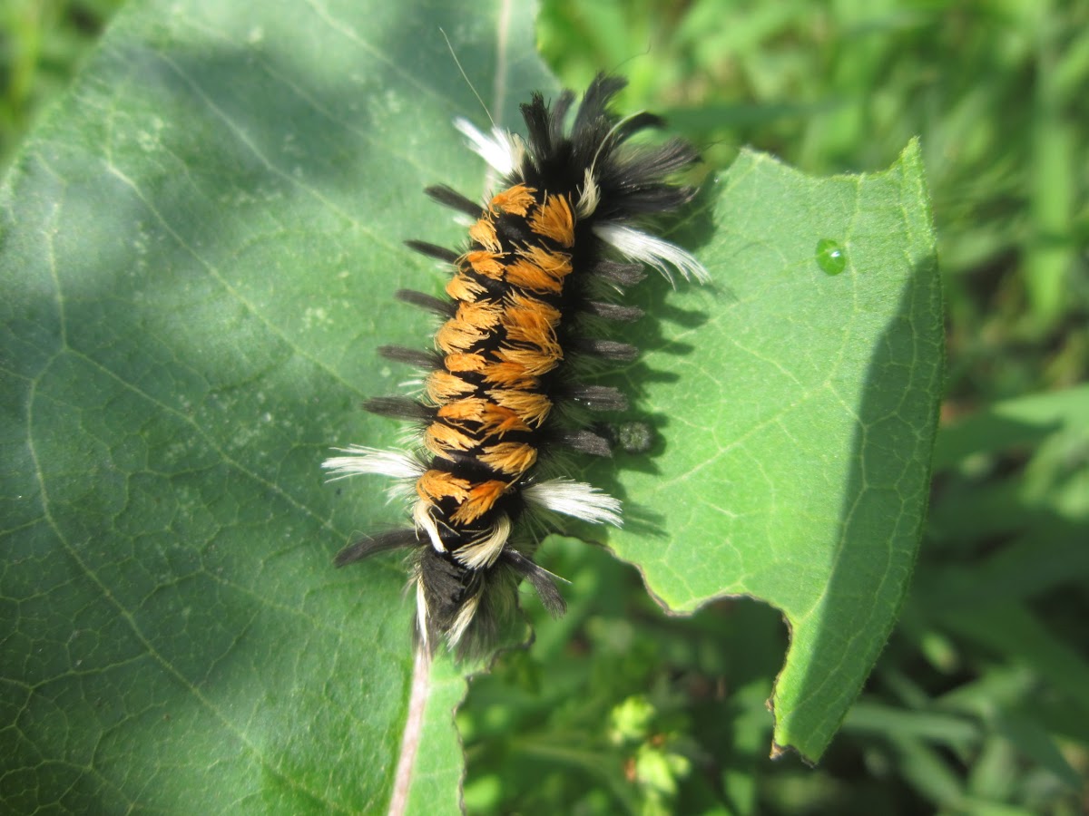 Milkweed Tussock moth caterpillar