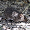 Hispid Cotton Rat
