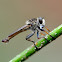 Robber Fly