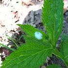 Meadow spittle bug nest