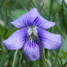 Common Blue Violet