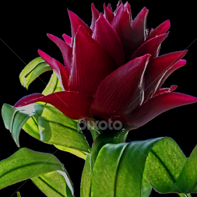 Flowers Plastic Not Die by Breno Teixeira - Novices Only Objects & Still Life