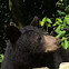 North American Black bear
