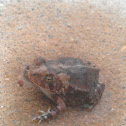 frog/toad?