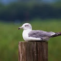Black tailed gull