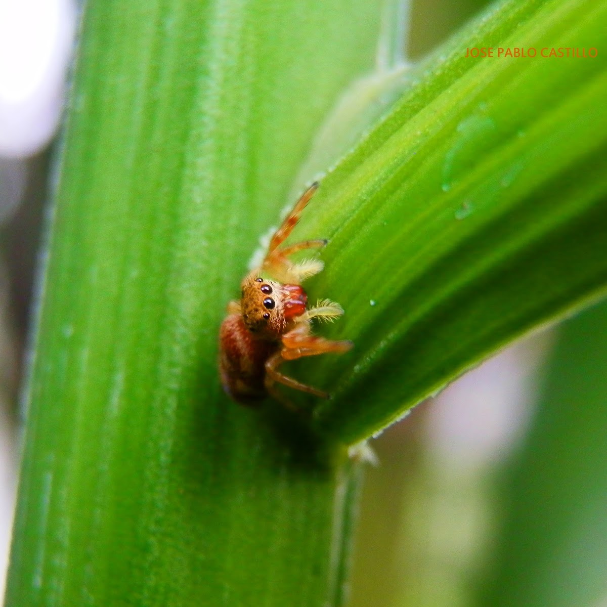 Jumping Spider