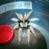 Mexican Fireleg Tarantula