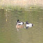Ring-necked Duck (male & female)