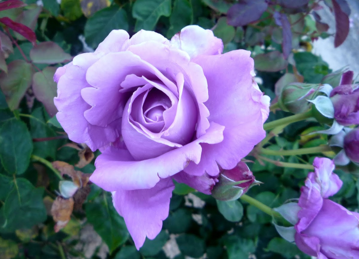 Rosa color morado