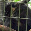 White-nosed Coatimundi