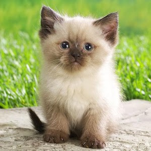 Animals Wallpapers.apk 2.0.6