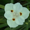 Moréia (African iris)