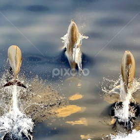 by Aleksandar Kordic - Animals Sea Creatures