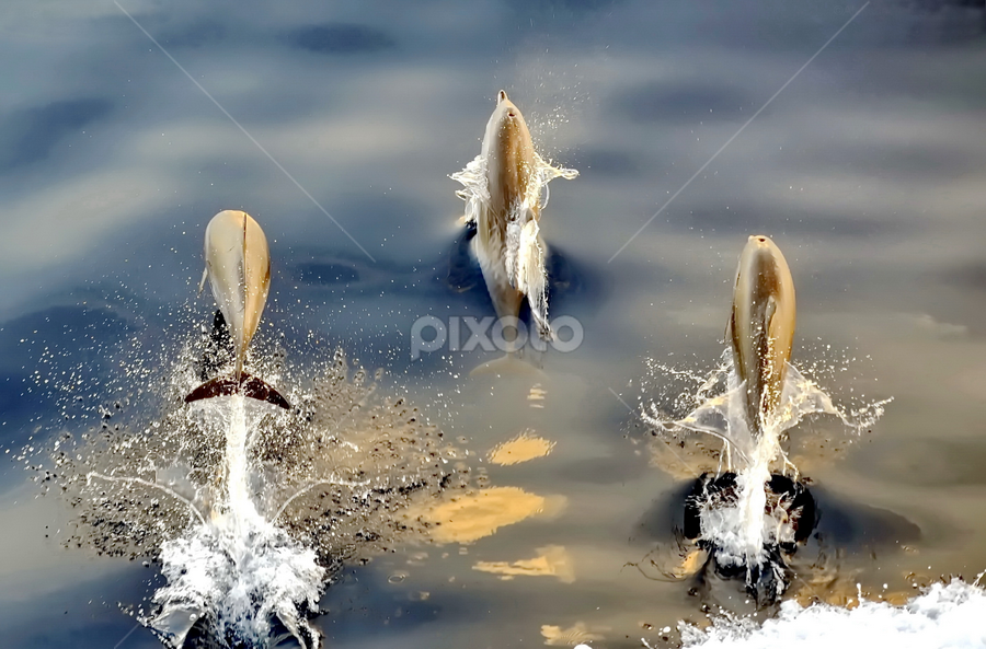 by Aleksandar Kordic - Animals Sea Creatures