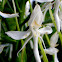 Habenaria procera orchid