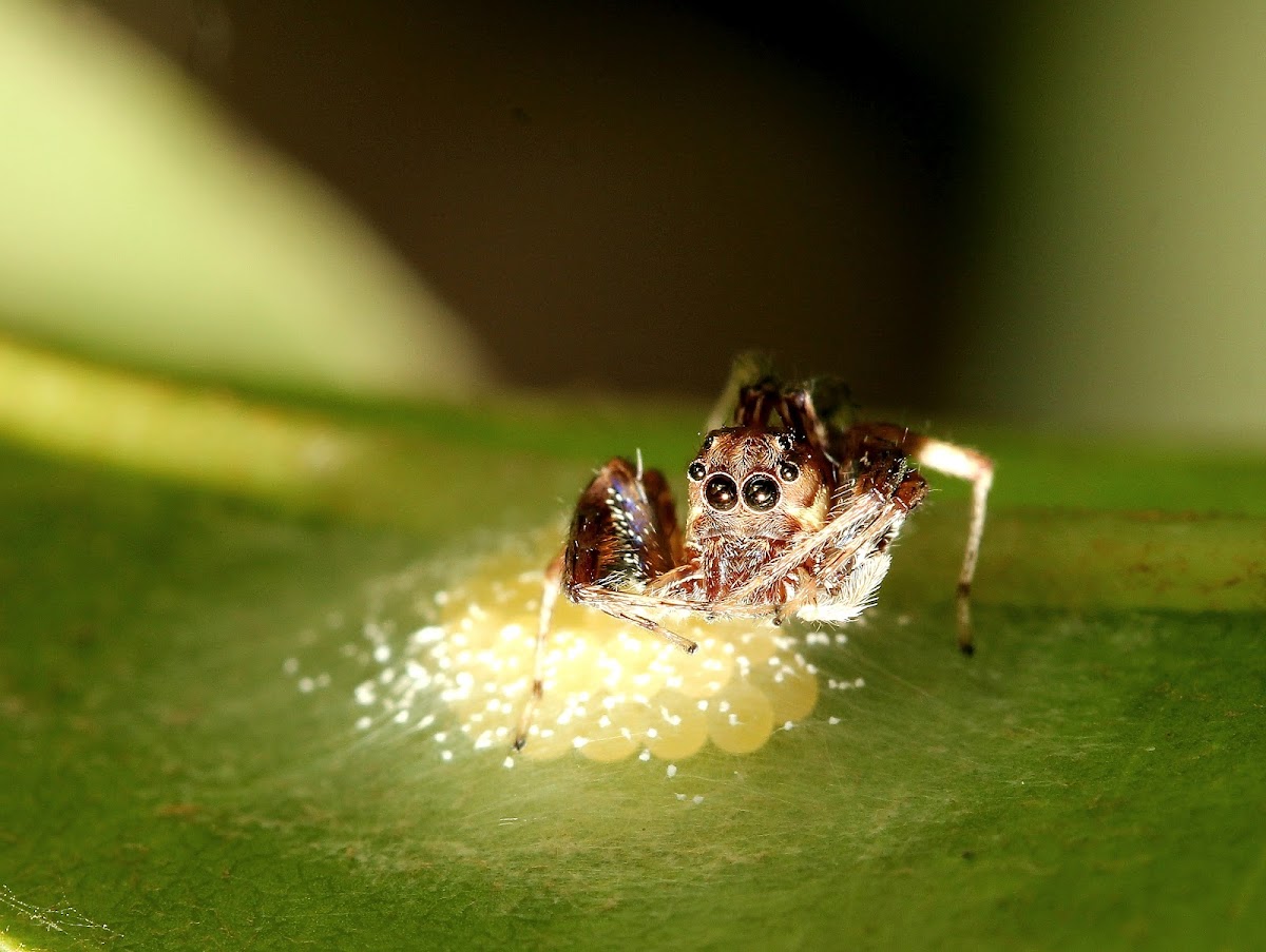 Jumping Spider (Female)