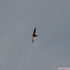 Common Swift