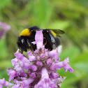 Large earth bumblebee