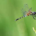 Long-legged Marsh Glider