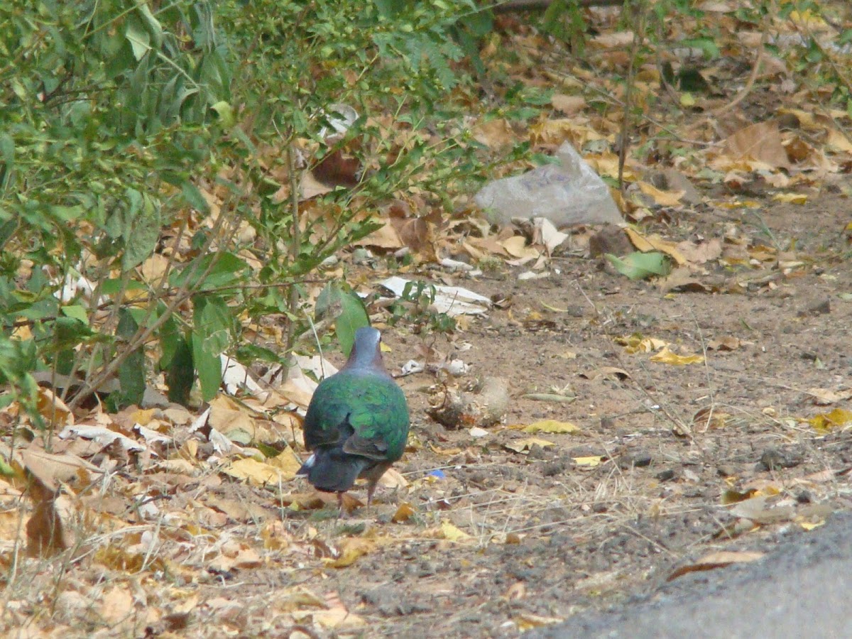 Common Emerald Dove / Panchavarna Pura