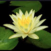 Hairy water lily