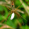 Banded Argiope Orb Weaver Spider