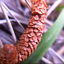 Pine Pollen Cone