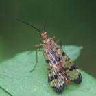 Scorpionfly, female