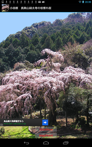 Shidare cherry of Chokozan