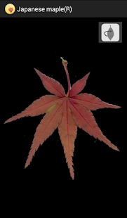 Japanese autumn leaves(圖3)-速報App