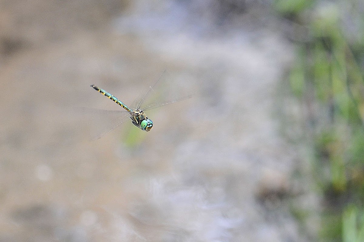 Australian Emerald / Sentry Dragonfly