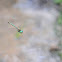 Australian Emerald / Sentry Dragonfly