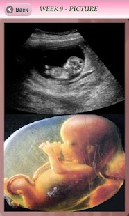 Free Download Pregnancy Info APK