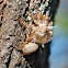 Cicada Exoskeleton