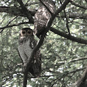 Spotted Wood Owl