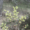 American Pussy Willow