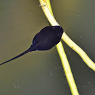 Common toad tadpole