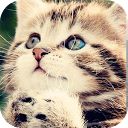 Cat Sound Kitty Sound mobile app icon