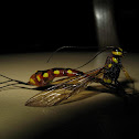 Ichneumon Wasp