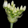 Small-flowered Garlic