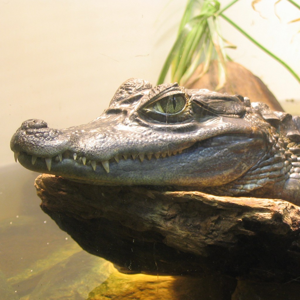 Spectacled Caiman Project Noah