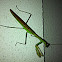 Preying mantis - male