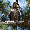 American Bald Eagle (Juvenile)