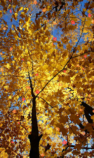 Autumn Wallpaper(圖6)-速報App