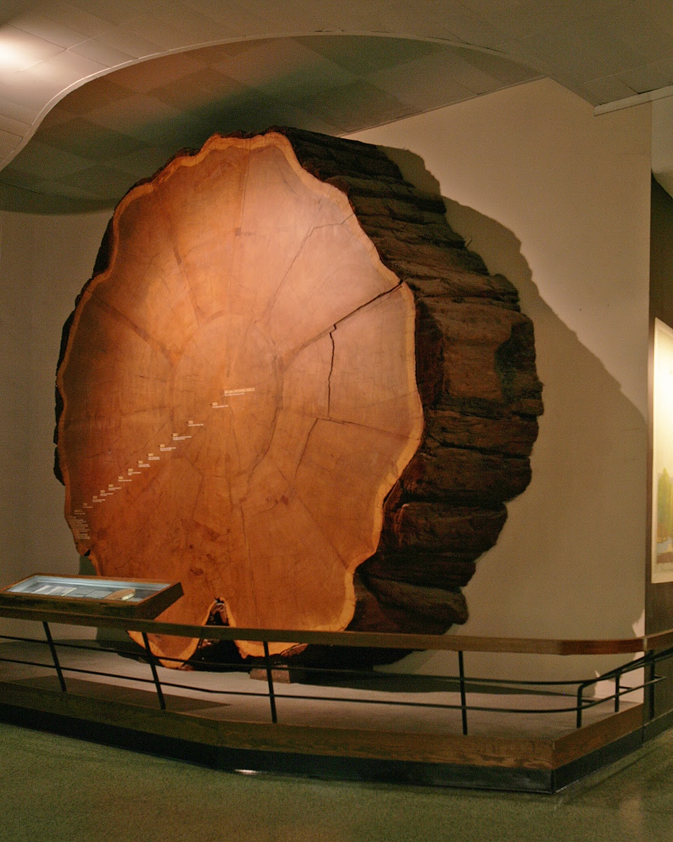 sequoia lumber company on Giant Sequoia Amnh Google Arts Culture