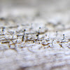 Pin Lichen
