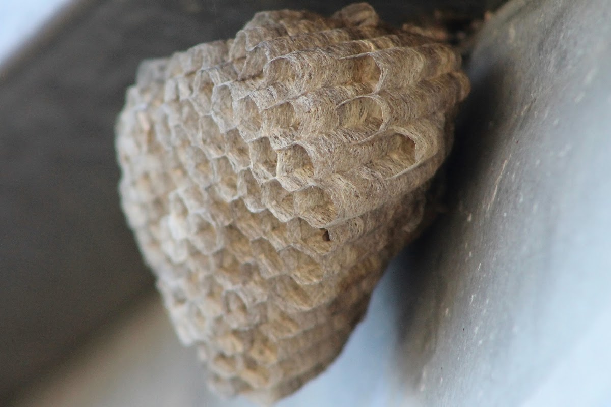 Australian paper wasp (nest)