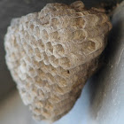Australian paper wasp (nest)